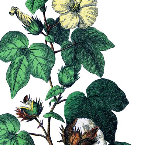 Cotton Plant Drawing At Getdrawings Free Download