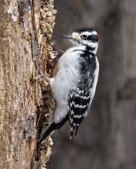 List 93 Pictures Woodpeckers In Pa Images Sharp