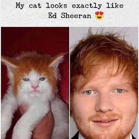 My Cat Looks Exactly Like Ed Sheeran Ifunny