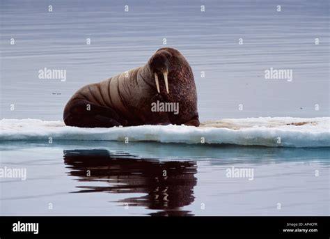 Walrus Lie On A Ice Floe Stock Photo Alamy