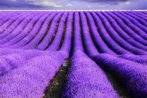 Cánh đồng Hoa Oải Hương ở Provence Pháp