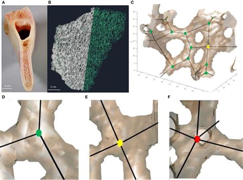 Frontiers 3d Architecture Of Trabecular Bone In The Pig Mandible And