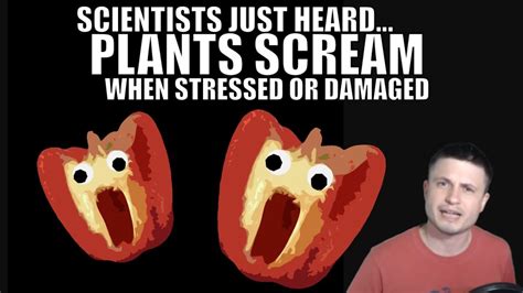 Scientists Heard Plants Produce Loud Screams With Damaged Occidental