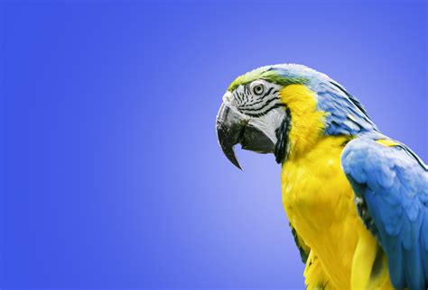 Parrots Ara Genus Beak Hd Wallpaper Rare Gallery