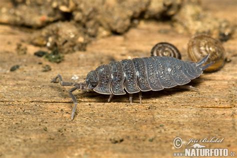 Oniscus Asellus Pictures Common Woodlouse Images Nature Wildlife