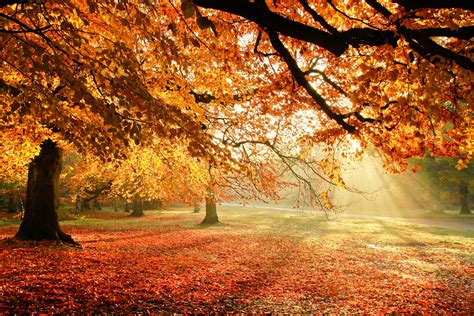 Free Download Autumn Trees Nature Light Foliage Wallpaper 1920x1280