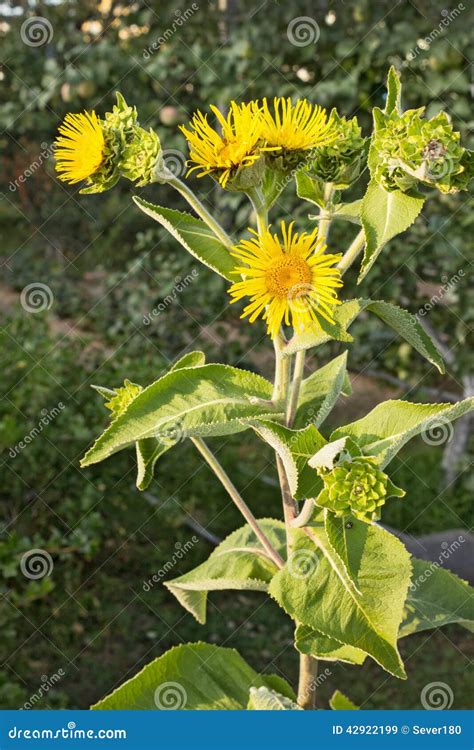 Blooming Nard Against The Green Garden Stock Image Image Of Plant