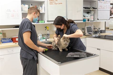Del Mar Ca Veterinary Services Del Mar Heights Veterinary Hospital