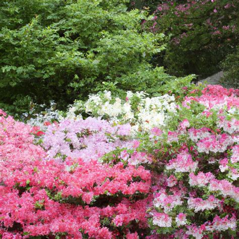 What Plants are Poisonous to Dogs? - Labradoodles By Cucciolini