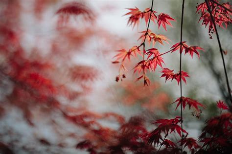 Maple Leaves Branches Macro Red Hd Wallpaper Peakpx
