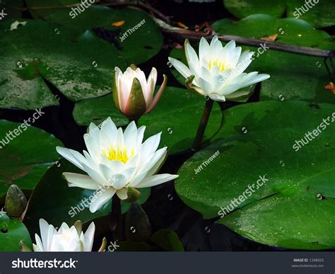 Lily Pad Flowers Stock Photo 1248925 Shutterstock
