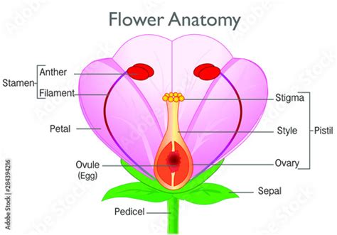 Flower Anatomy Plant Reproductive System Diagram Annotated Flowering Plants Reproduction
