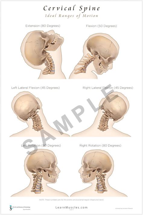 Cervical Spine Ideal Ranges Of Motion 24 X 36 Premium Poster