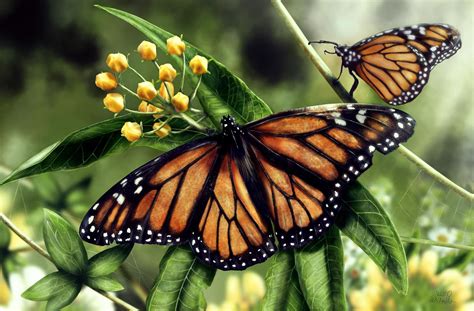 butterflies, Insects, Two, Animals, Butterfly Wallpapers HD / Desktop ...