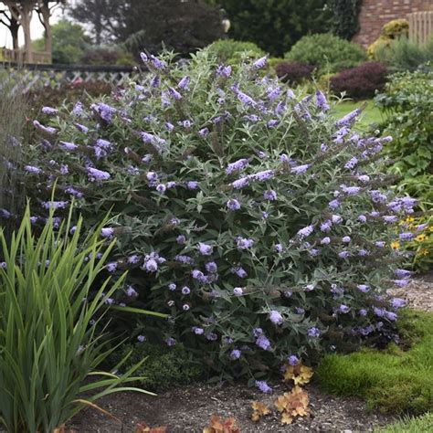 Monarch® Glass Slippers Butterfly Bush Buddleja Blue Flowers Or Flower Parts Almost Eden