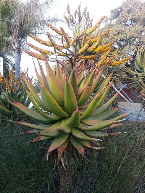 Aloe Marlothii In Flower South Africa July 2014 Cacti And Succulents