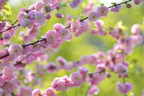 Almond Blossom Spring Background Stock Photo Image Of Defocused