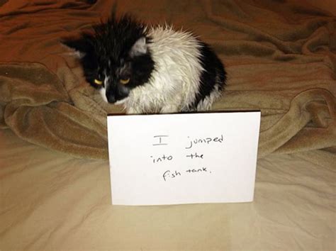 These 17 Cats Fess Up To Their Sins