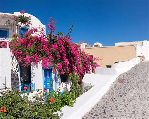 House Decorated With Red Flowers In Oia Santorini Greece Stock Image