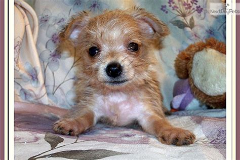 Find chorkie puppies for sale with pictures from reputable chorkie breeders. Chorkie puppy for sale near Tallahassee, Florida | 099782b0-0281