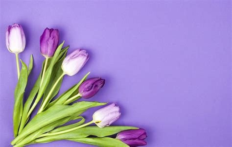 Purple Tulips Wallpapers Wallpaper Cave