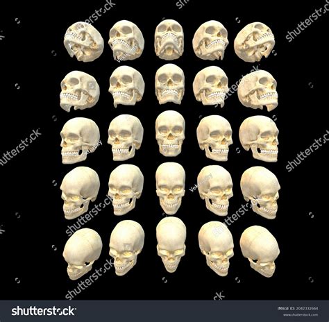 336件の Skull Reference の画像、写真素材、ベクター画像 Shutterstock