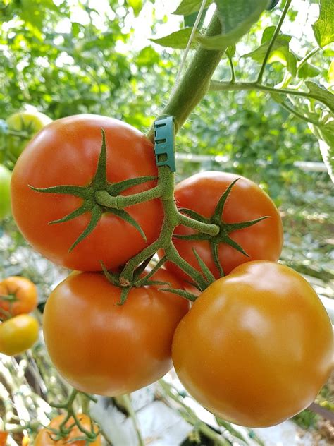 Polish Tomatoes Producer Tomatoes Producer From Poland