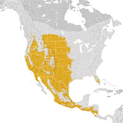 Western Kingbird Range Map Pre Breeding Migration Ebird Status And