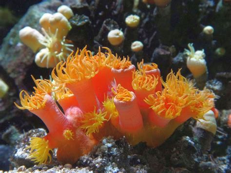 Rooted Animal Orange Cup Coral Tubastraea Coccinea Aqua Flickr