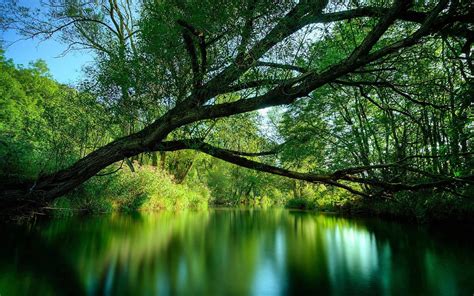 Rainforest Backgrounds Wallpaper Cave