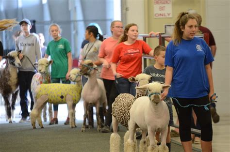 Free admission & free parking join us at west valley high school. 2019 Lamb Jumping Contest at the Florida Strawberry ...