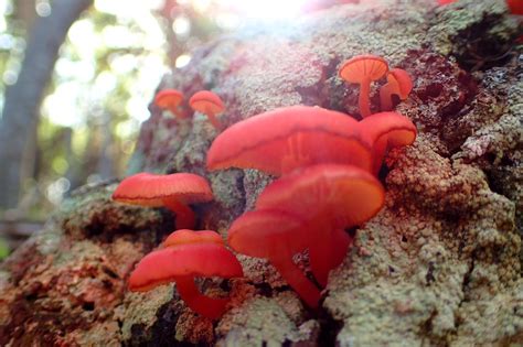 Heidi Evans Photography Red Mushrooms 3 Macaulies 🍄