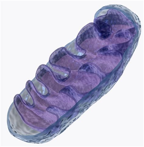 The sperm's mitochondria enter the egg, but do not contribute genetic information to the embryo. New U.Va. Study Upends Current Theories of How ...