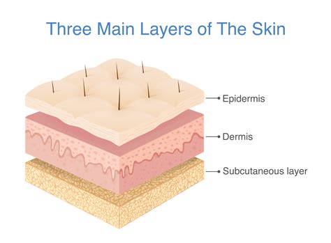 What Are The Layers Of Skin SkinMindBalance