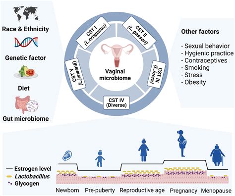 Frontiers Host And Microbiome Interplay Shapes The Vaginal