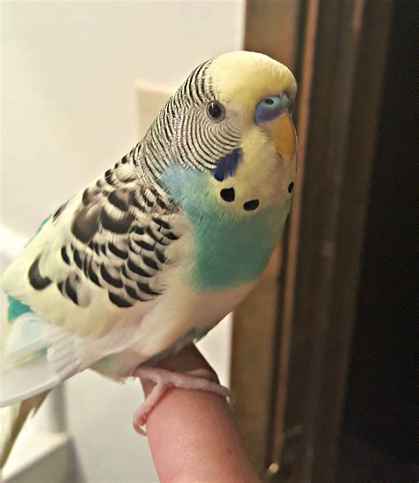 How To Finger Train A Parakeet In Less Than 2 Days Pethelpful