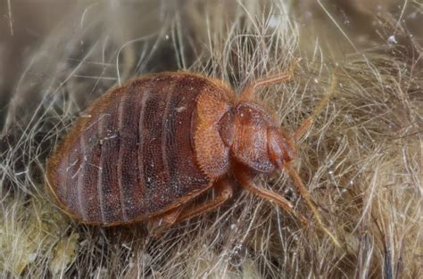 It only seems like bedbugs have nests. Do You Know Who You're Sleeping With? Protect Yourself ...