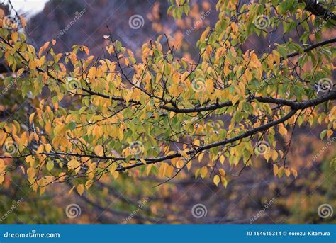 The Autumn Leaves Of The Cherry Tree Stock Photo Image Of Scenic