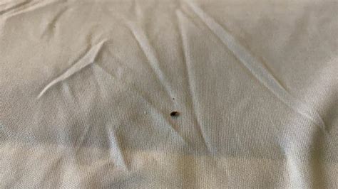 Cowleys Pest Services Pests We Treat Photo Album Tenants Find Bed