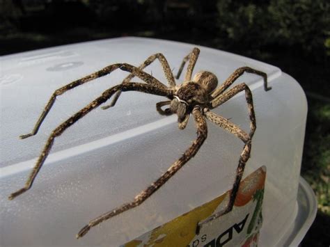 The black widow spider is considered the most venomous spider in north america. Rain Spiders | Spider, Spider species, Rain