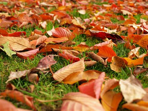 Fallen Leaves Free Stock Photo Public Domain Pictures