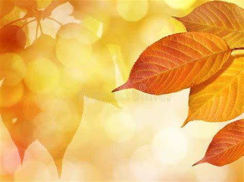 Colorful Leaves In Autumn On Golden Leaves Background Stock Image