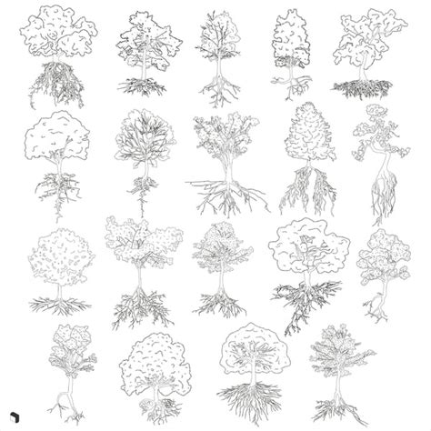 Cad Trees With Roots Dwg Toffu Co