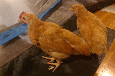 Baby serama rooster trying to crow. 6-7 Week Old Buff Orpingtons | BackYard Chickens - Learn ...