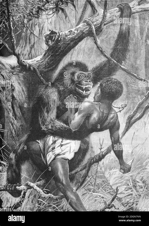 Gorilla Attacking Embracing Or Hugging African Man In Africa Engr