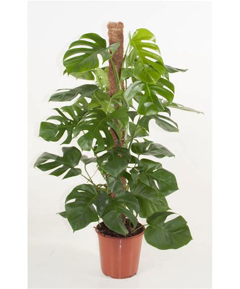 Maybe you would like to learn more about one of these? Monstera Deliciosa Totem Pole | PLANTS WHITSUNDAY