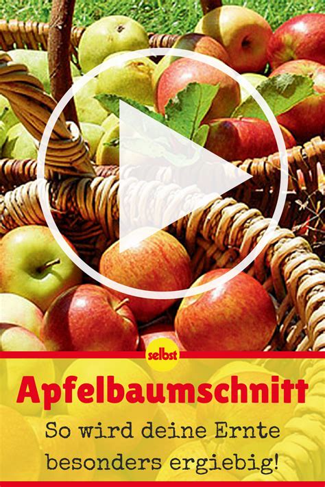 Der sommer eignet sich deshalb als zeitpunkt, da der apfelbaum nach jedem schnitt verstärkt austreiben würde. Apfelbaum schneiden | selbst.de | Apfelbäume schneiden ...