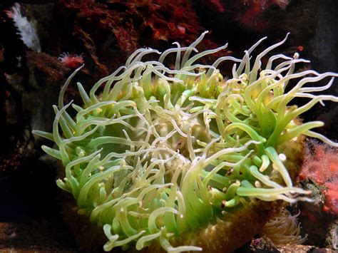 Free Images Nature Underwater Dish Produce Seaweed Jellyfish