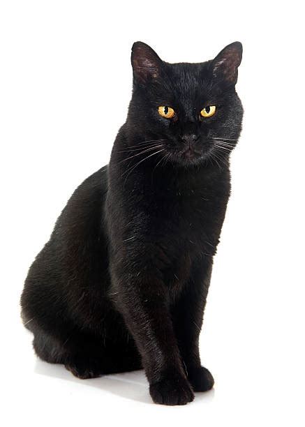 Best Black Cat Stock Photos Pictures And Royalty Free Images Istock