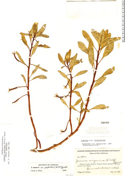 Ludwigia Peploides Rapid Reference The Field Museum